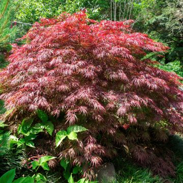 Ácer-do-japão Crimson Queen - Acer palmatum var. dissectum