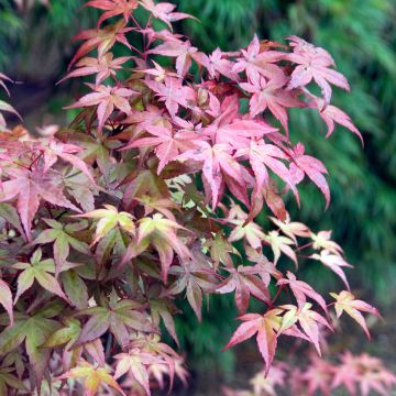 Ácer-do-japão Deshojo - Acer palmatum