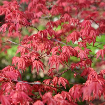 Ácer-do-japão Shindeshojo - Acer palmatum
