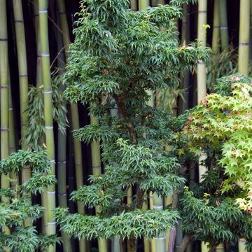 Ácer-do-japão Shishigashira - Acer palmatum