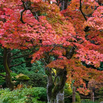 Ácer-do-japão - Acer palmatum