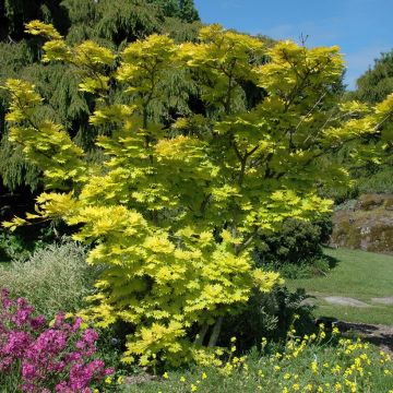 Ácer-do-japão Aureum - Acer shirasawanum