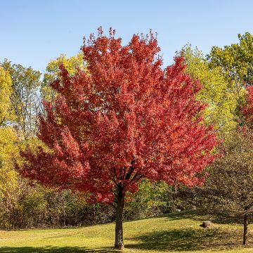 Bordo-vermelho  - Acer rubrum