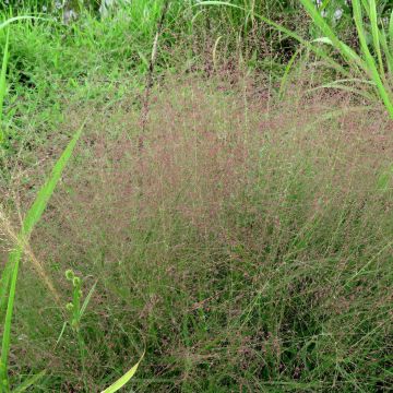Eragrostis spectabilis