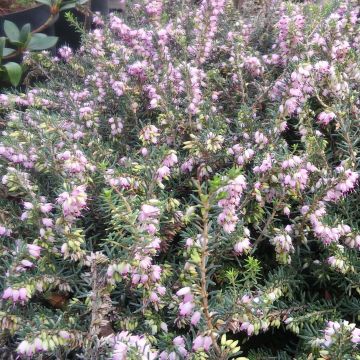 Urze de inverno Darley Dale - Erica darleyensis