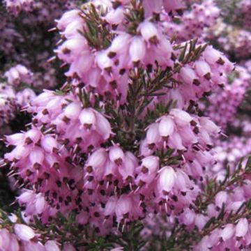 Urze de inverno Spring Surprise - Erica darleyensis