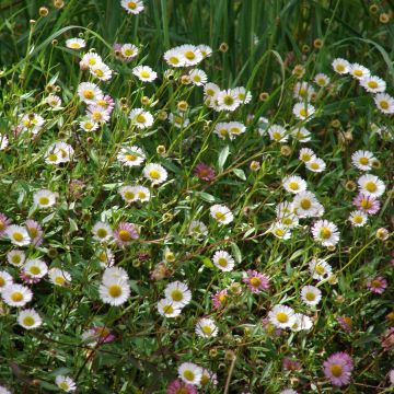 Erigeron karvinskianus