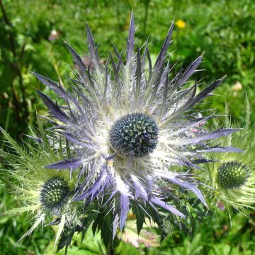 Cardo dos Alpes Blue Star - Eryngium alpinum