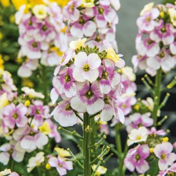 Erysimum Winter Charm