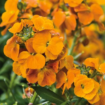 Erysimum Winter Spice