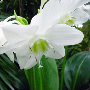 Eucharis amazonica
