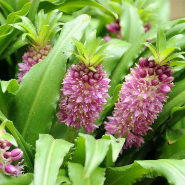 Eucomis comosa Sparkling Burgundy