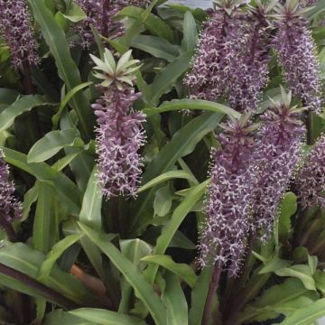 Eucomis humilis Twinkle Stars