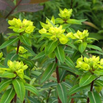 Euphorbia cornigera
