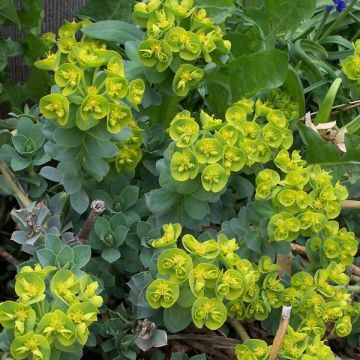 Euphorbia myrsinites