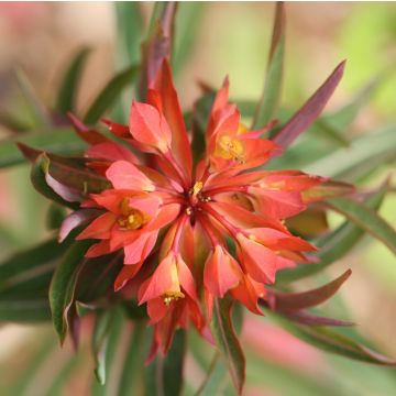 Euphorbia griffithii Fireglow