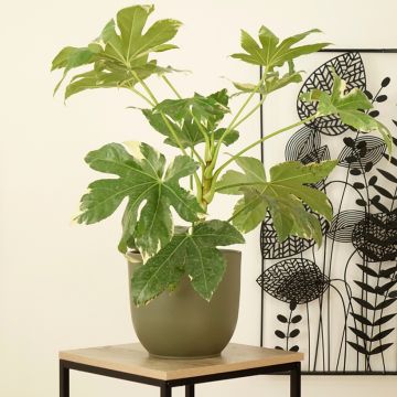 Fatsia japonica Variegata