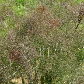 Foeniculum vulgare Bronze Foeniculum vulgare Bronze