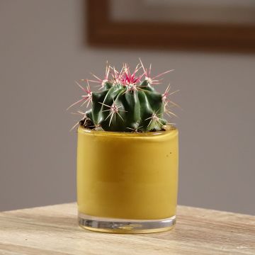 Ferocactus latispinus - Cacto-barril