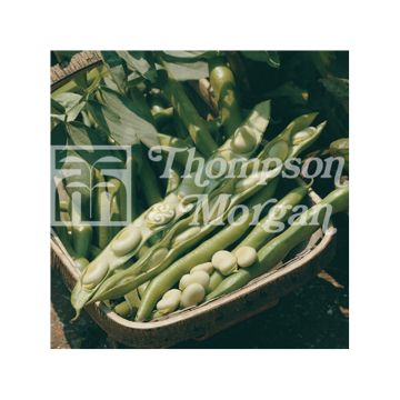 Fava Bunyards Exhibition