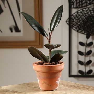 Ficus elastica Abidjan