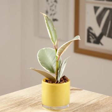 Ficus elastica Tineke