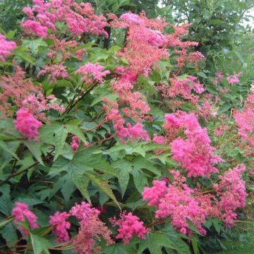 Filipendula purpurea