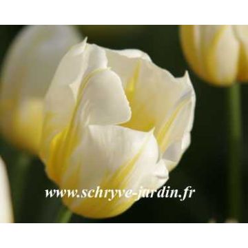 Tulipa Simples precoce Flaming Coquette
