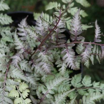 Athyrium niponicum var. pictum