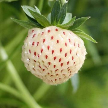 Morangueiro White Pineberry