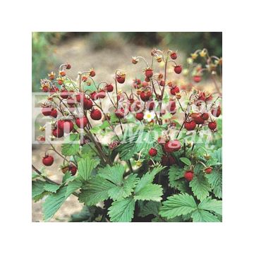 Morangueiro Woodland - Morango Silvestre