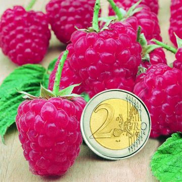 Framboeseiro Sumo 2 (remontante) com frutos grandes - Rubus idaeus