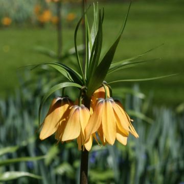 Fritillaria imperialis Vivaldi - Coroa-imperial