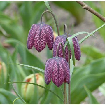 Fritillaria meleagris - Fritilária-xadrez