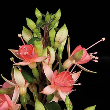 Brinco-de-princesa Walz Jubelteen