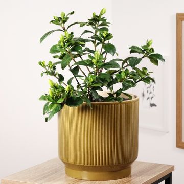 Gardénia jasminoides Double Diamonds