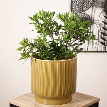 Gardénia jasminoides Perfumed Petticoats