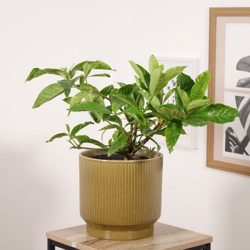 Gardénia jasminoides Summer Snow