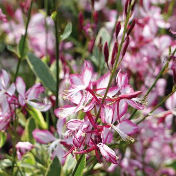 Gaura lindheimeri Freefolk Rosy