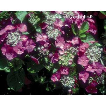 Hortênsia macrophylla Geoffrey Chadbund