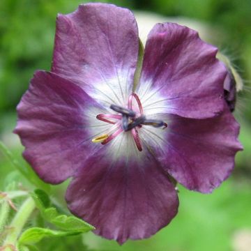 Geranium phaeum Mourning Widow