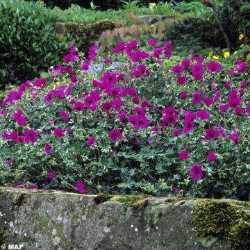 Geranium cinereum v. subcaulescens