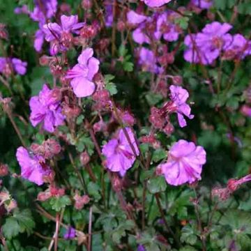 Geranium cantabrigiense Karmina
