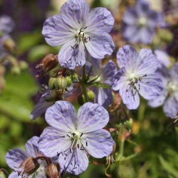 Geranium pratense Mrs Kendall Clark