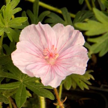 Gerânio-sanguíneo var. striatum - Geranium sanguineum