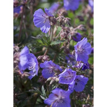Geranium pratense New Dimensions