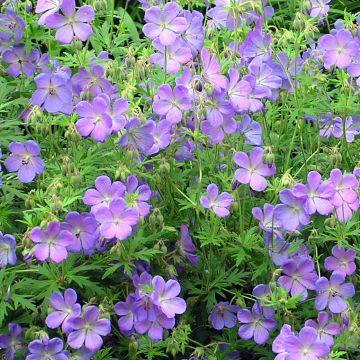 Gerânio Johnson's blue - Geranium
