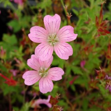 Gerânio Rosenlicht