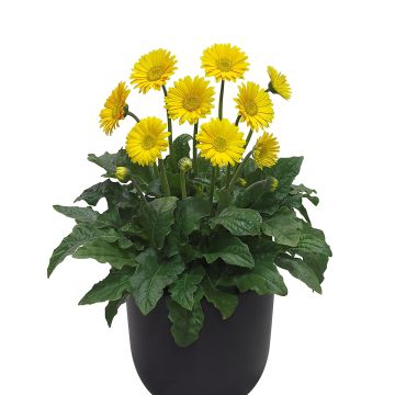 Gérbera Garvinea Sweet Sweet Smile