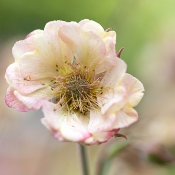 Geum Censation Two Tone Pearl Geum Censation Two Tone Pearl